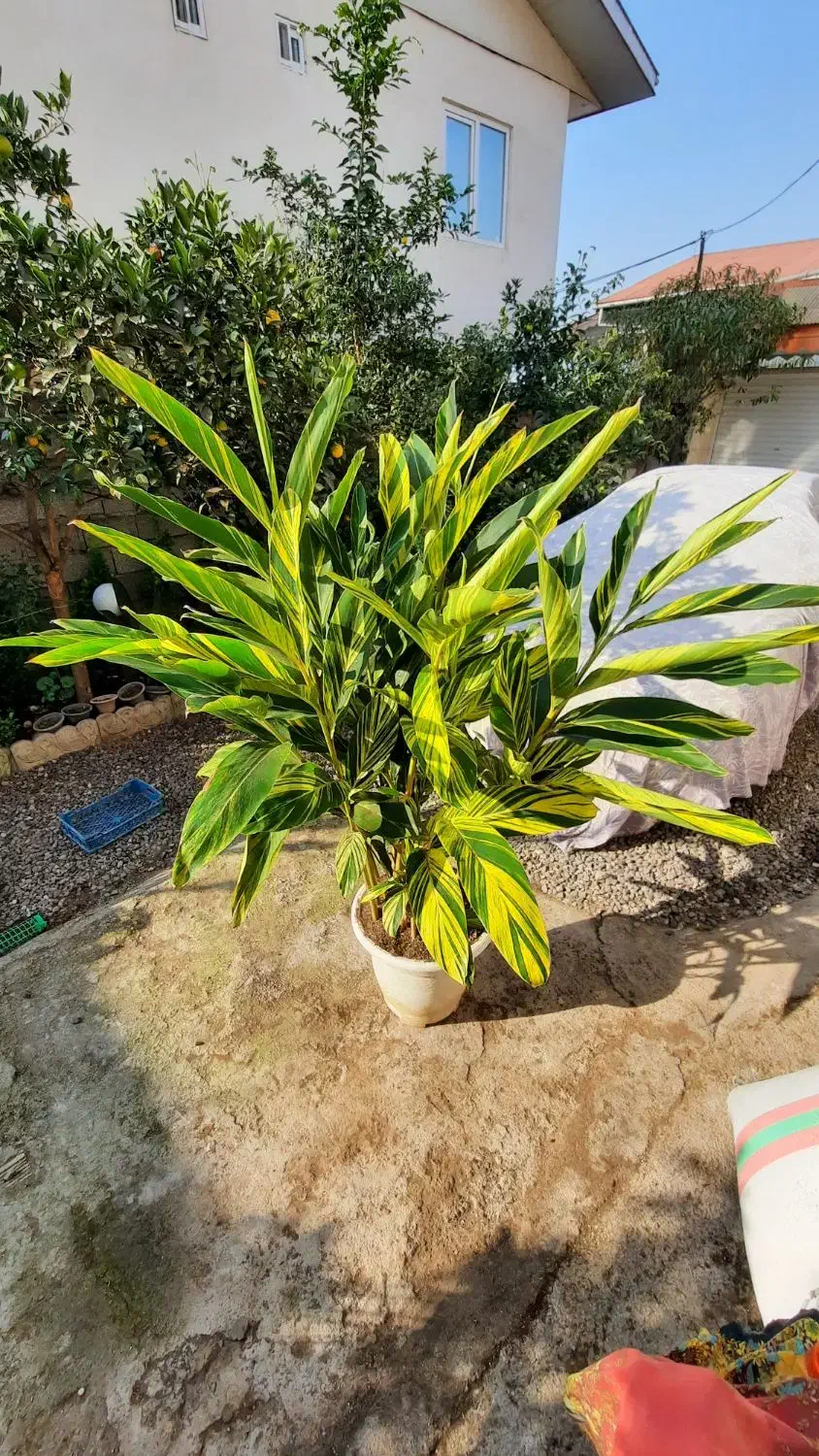 مارانتا ابلق|گل و گیاه طبیعی|شلمان, |دیوار