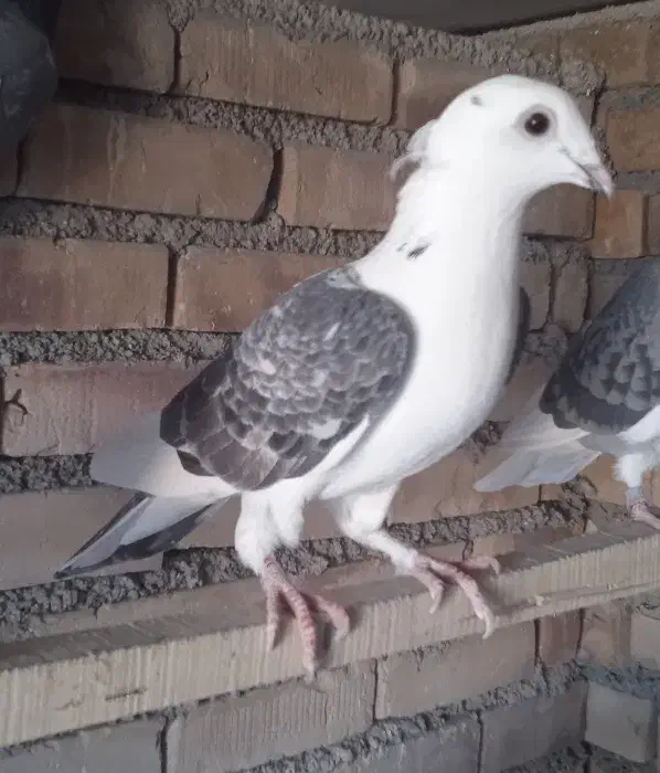 کبوتر ماده|پرنده|محمدبار, |دیوار