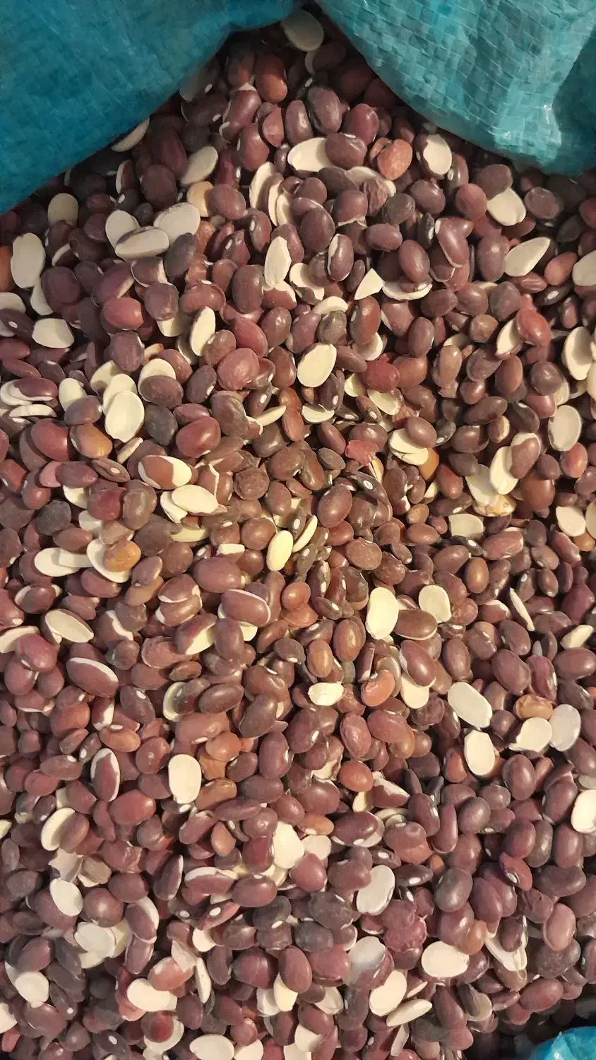 لوبیا قرمز|خوردنی و آشامیدنی|شیراز, قلعه نو|دیوار