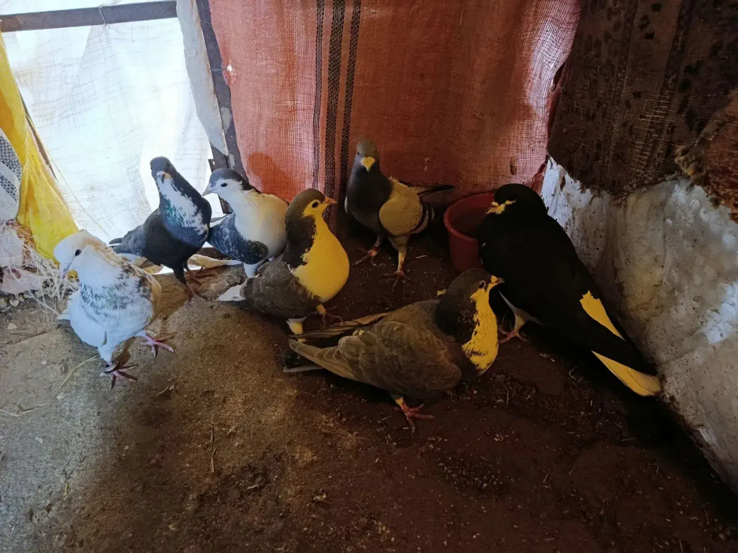 کفتر|پرنده|خوسف, |دیوار