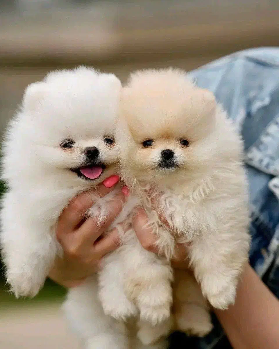 توله سگ پامر خرسی و عروسکی ۱۰ م|سگ|تهران, چیتگر جنوبی|دیوار