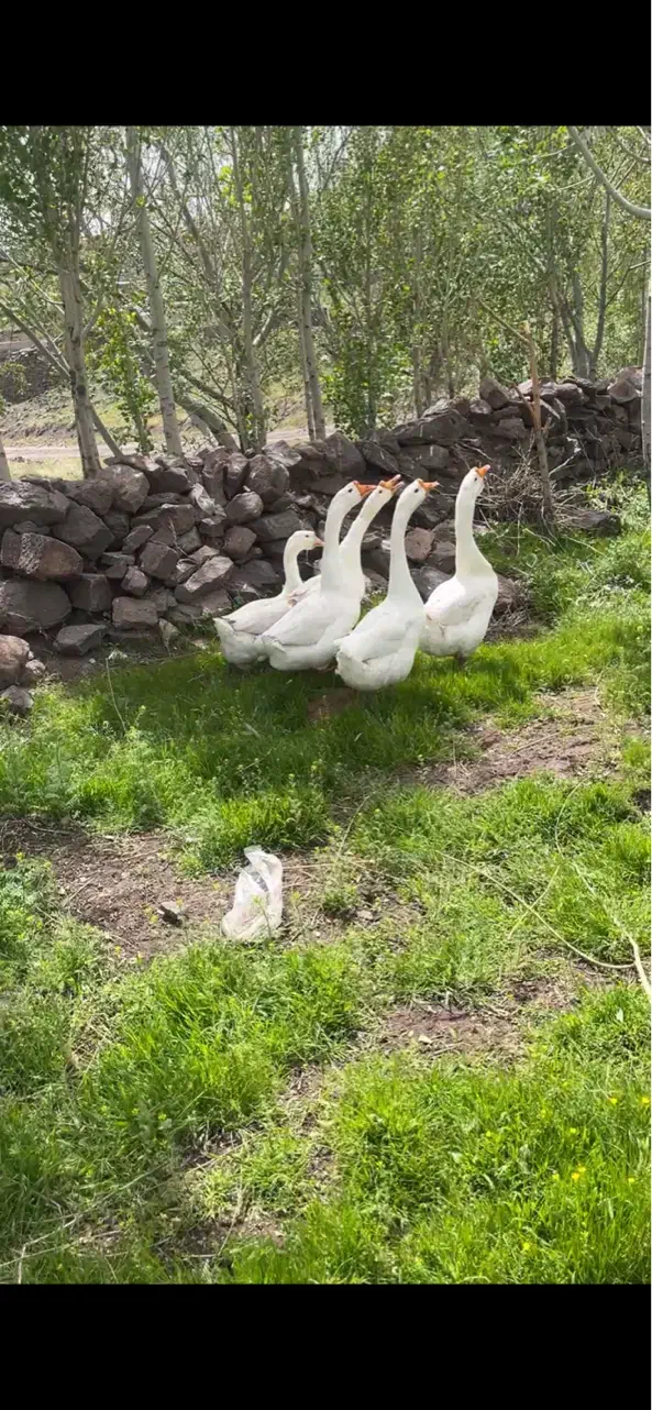 قوغاز چینی|حیوانات مزرعه|قزوین, |دیوار