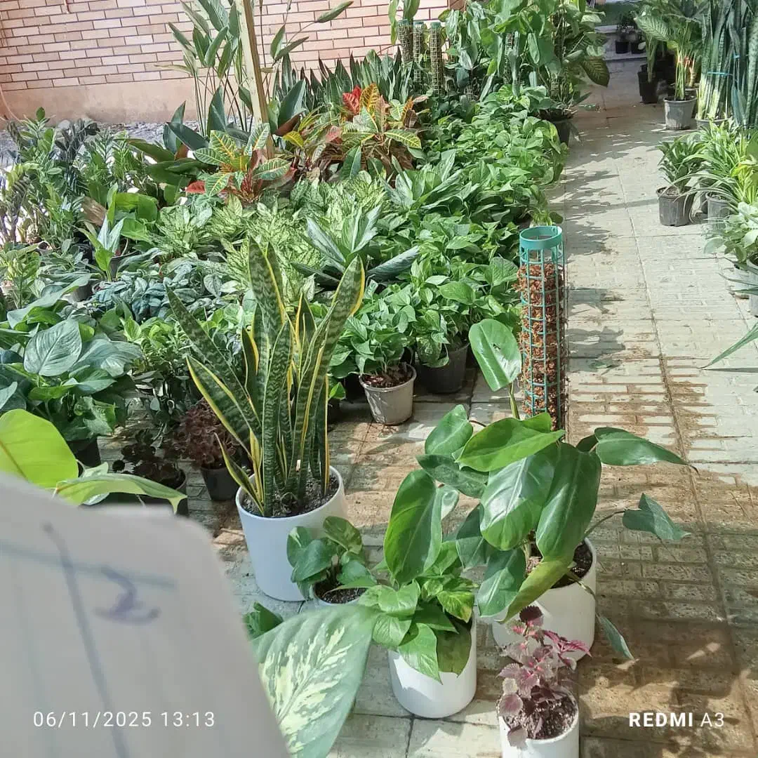 بار گل جدید|گل و گیاه طبیعی|بندر ماهشهر, |دیوار