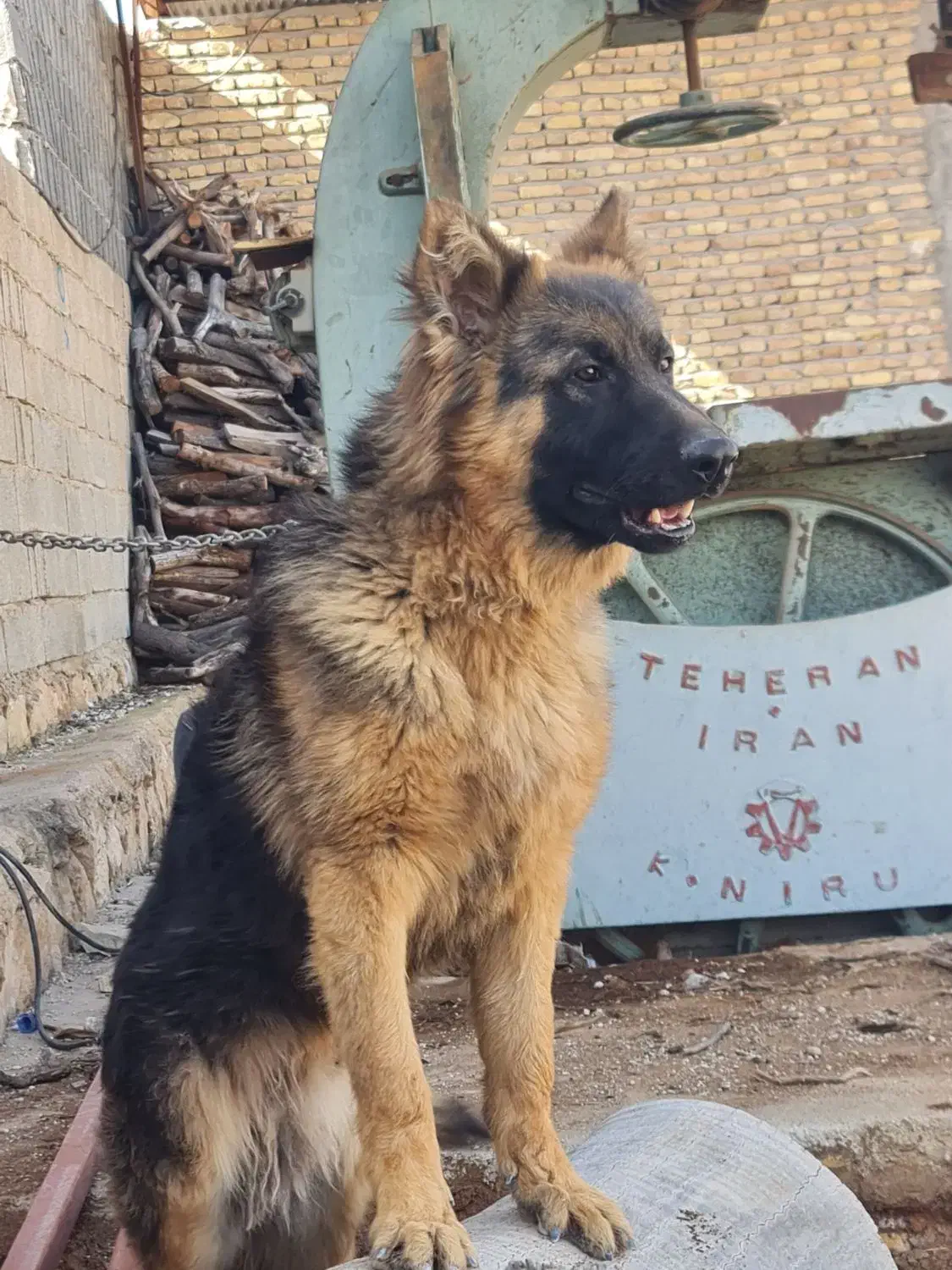 سگ ژرمن|سگ|گراش, |دیوار