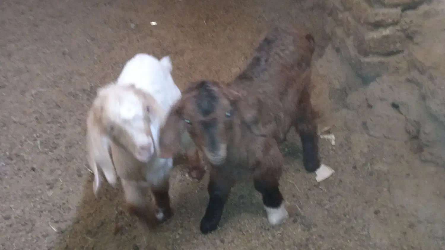 بزغاله یک ماهه و بزغاله بزرگ گوشتی|حیوانات مزرعه|دامغان, |دیوار