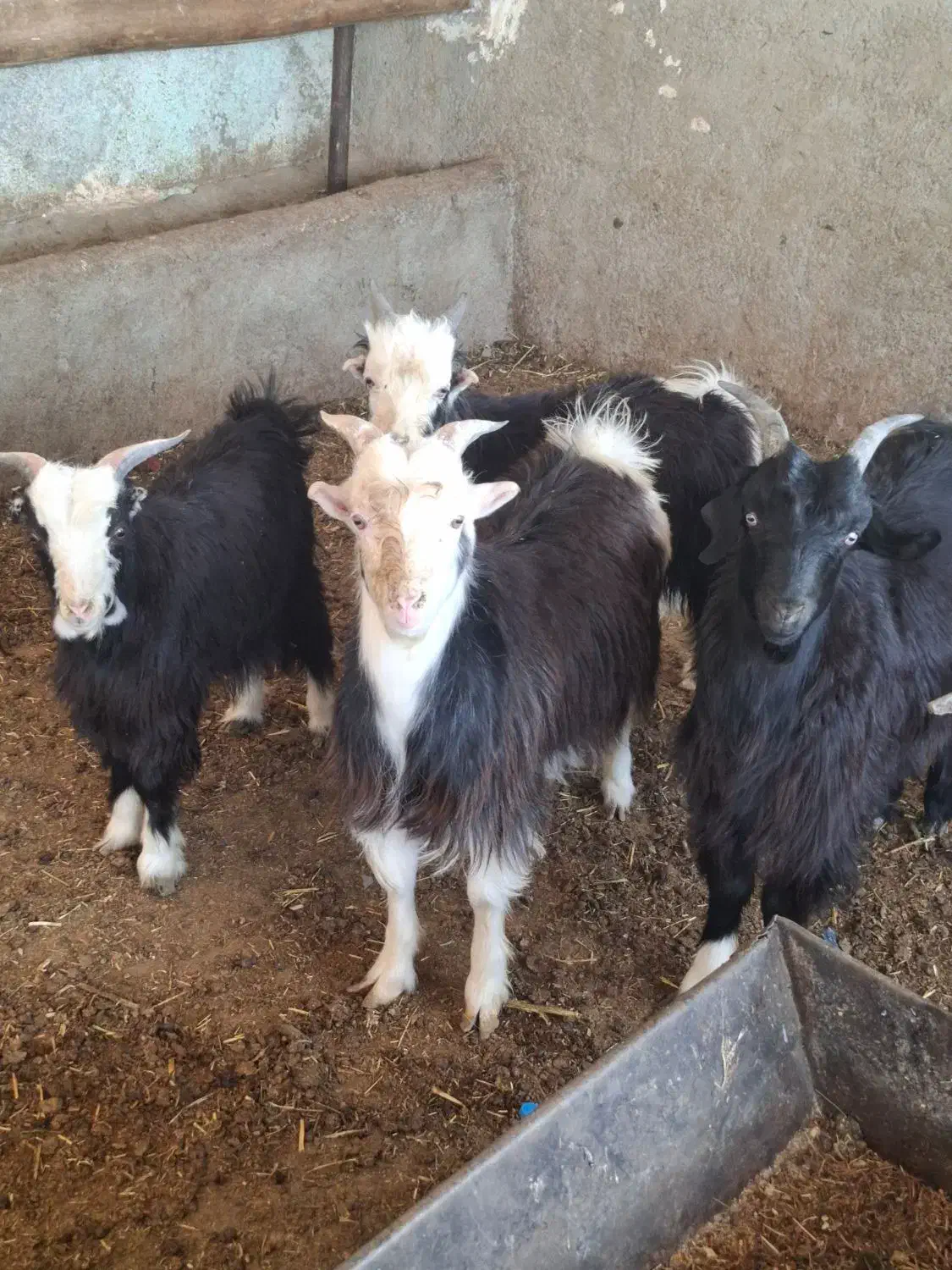 بزغاله نر چاق|حیوانات مزرعه|پاکدشت, پاکدشت (مامازند)|دیوار