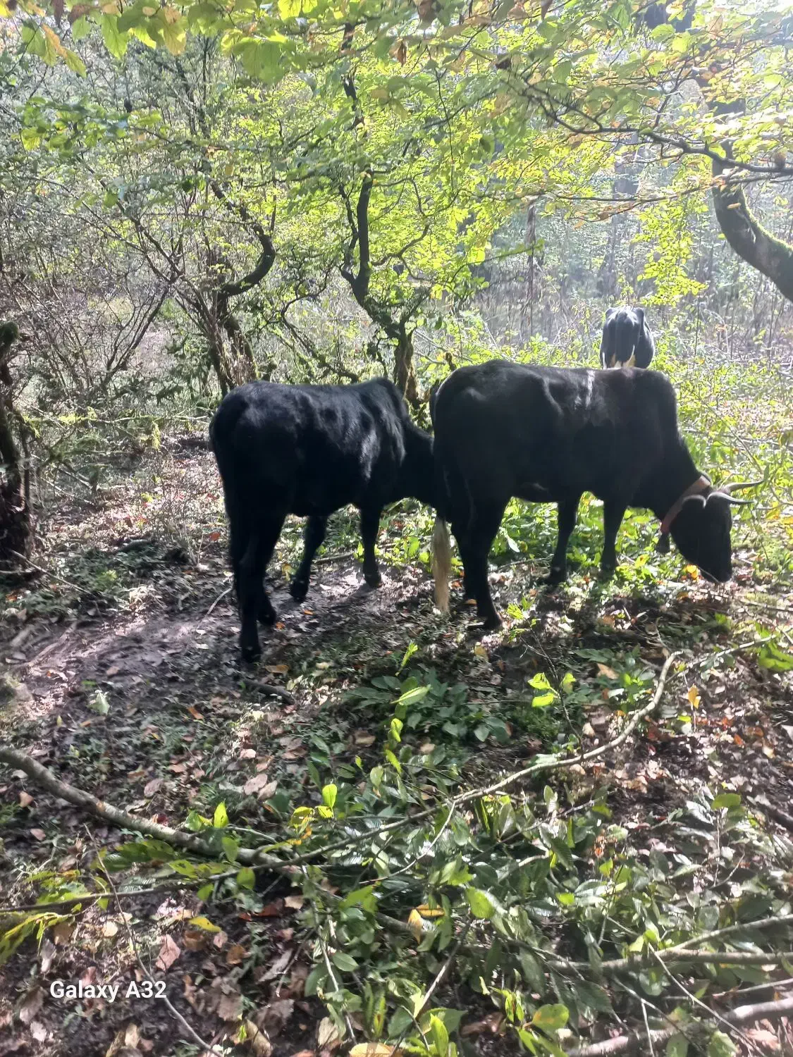 گاوشکم دار|حیوانات مزرعه|اسالم, |دیوار