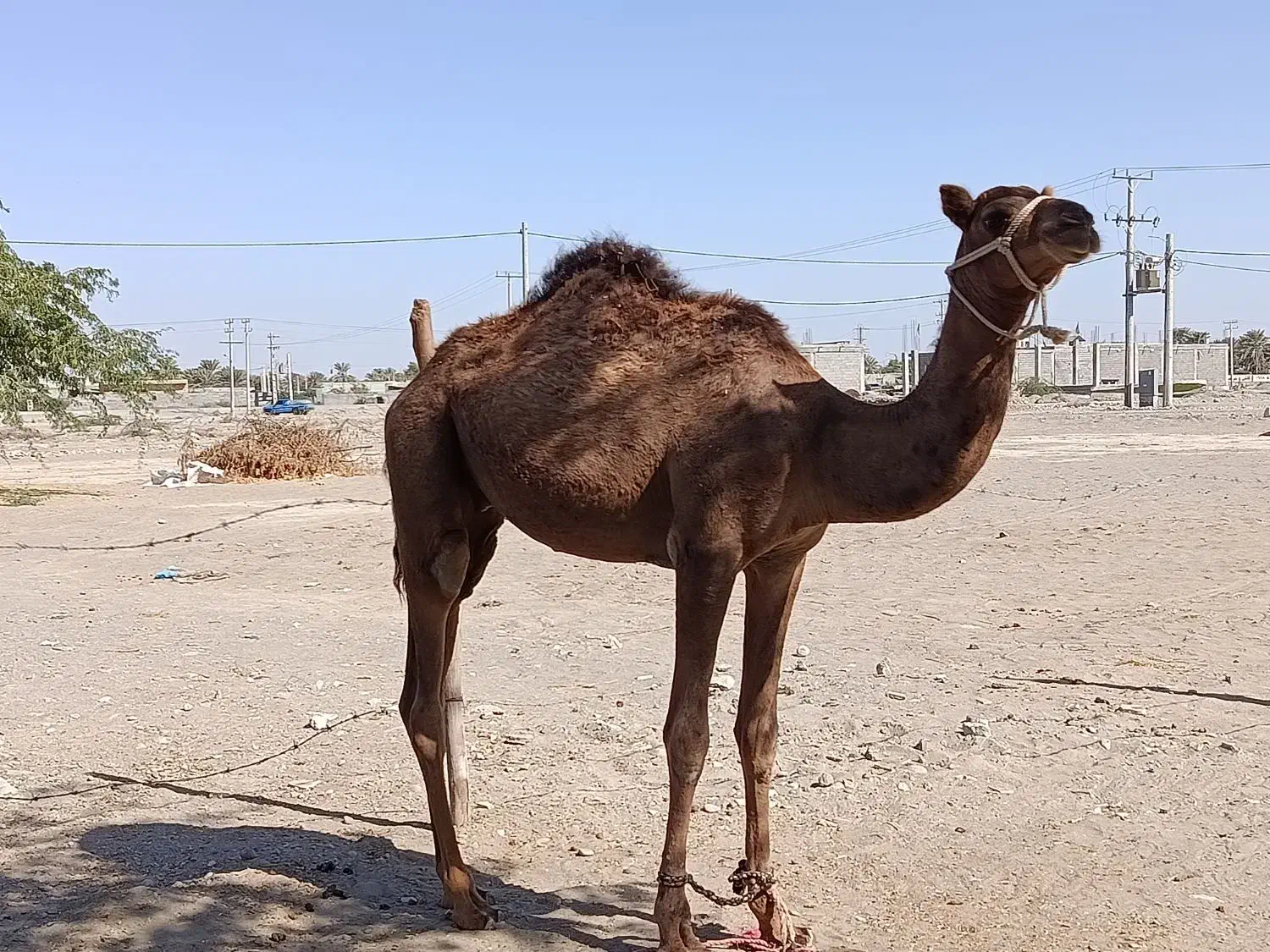 فروش شتر نر|حیوانات مزرعه|میناب, |دیوار