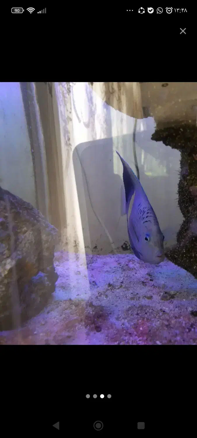 ماهی اکواریوم آب شور فرشته ی عمان|ماهی|اندیشه, اندیشه فاز ۵|دیوار