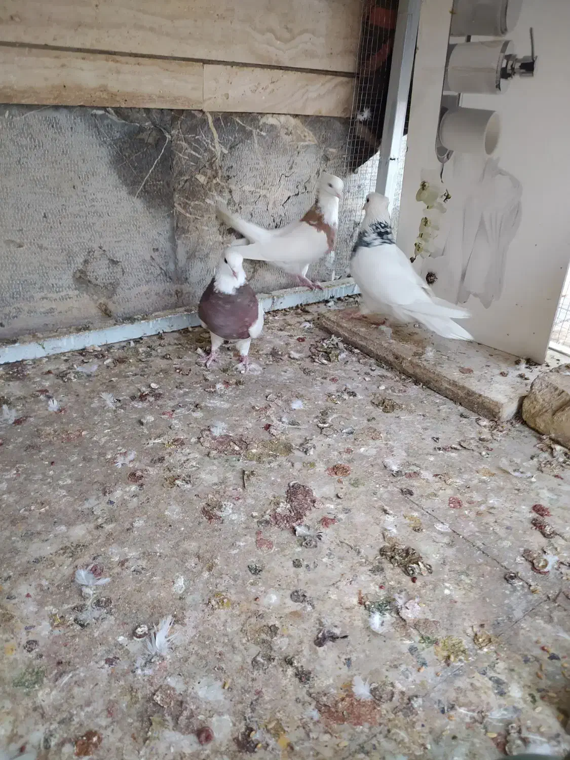 کبوتر طوقی|پرنده|اصفهان, بوستان ناژوان|دیوار