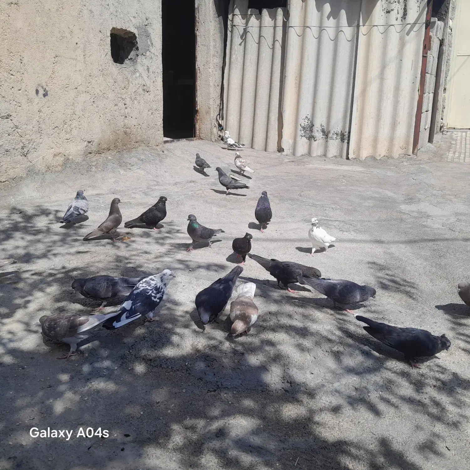 پرنده|پرنده|بدره, |دیوار