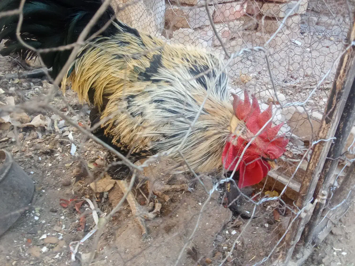 خروس|پرنده|آیسک, |دیوار