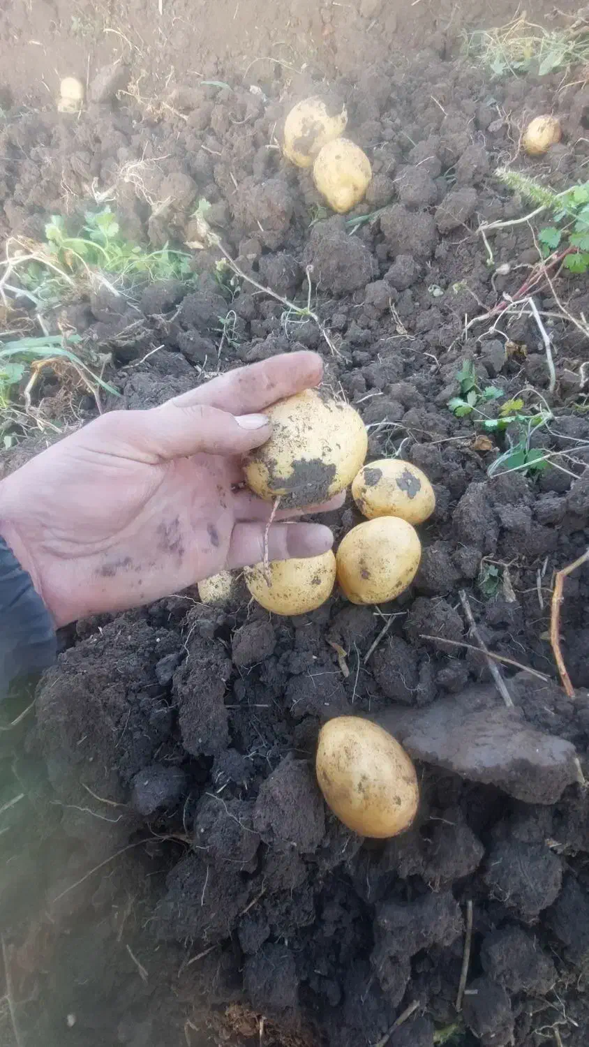 سیب زمینی بذری سانتا|خدمات باغبانی و درختکاری|بیستون, |دیوار