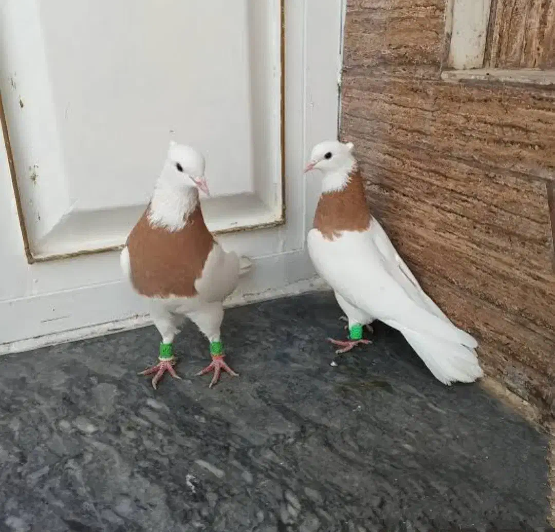 کبوتر کفتر طوقی و کربلایی و سینه سیاه|پرنده|رشت, چمارسرا|دیوار