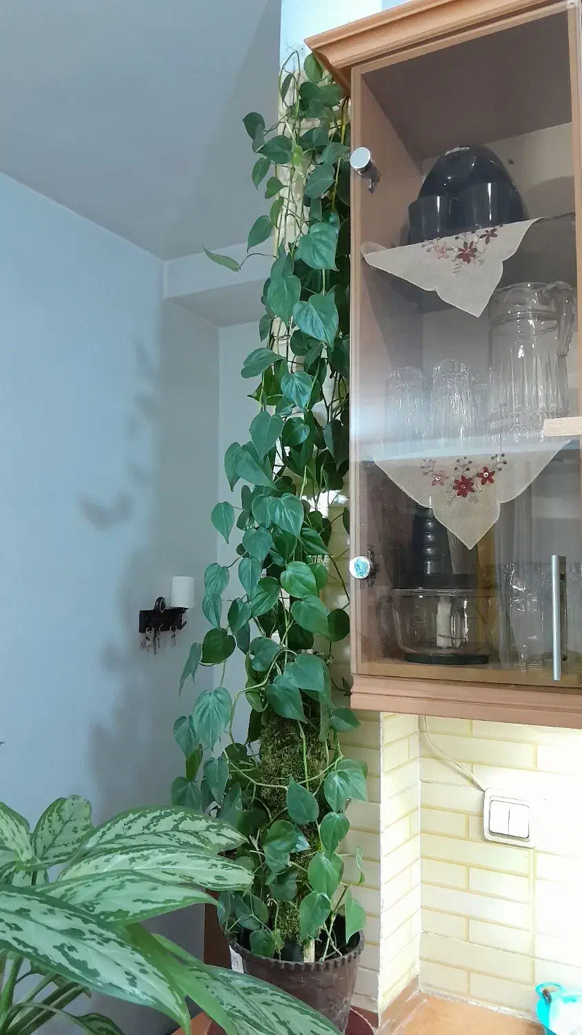 گل طبیعی|گل و گیاه طبیعی|فردیس, فرامرزیه|دیوار