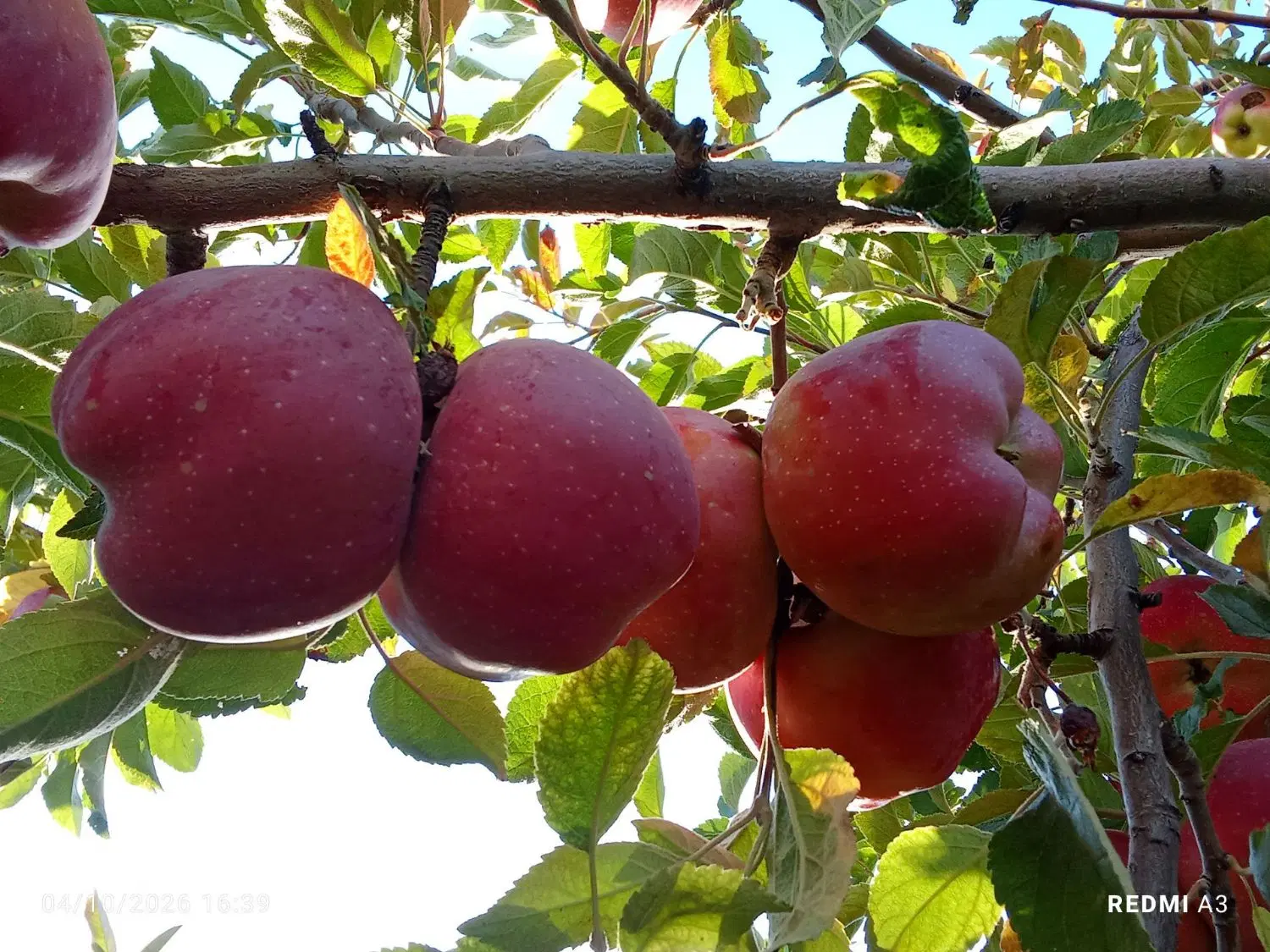 سیب|خوردنی و آشامیدنی|سجاس رود, |دیوار