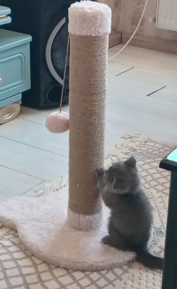 گربه اسکاتیش بلو ماده|گربه|کرج, کوی کارمندان شمالی|دیوار