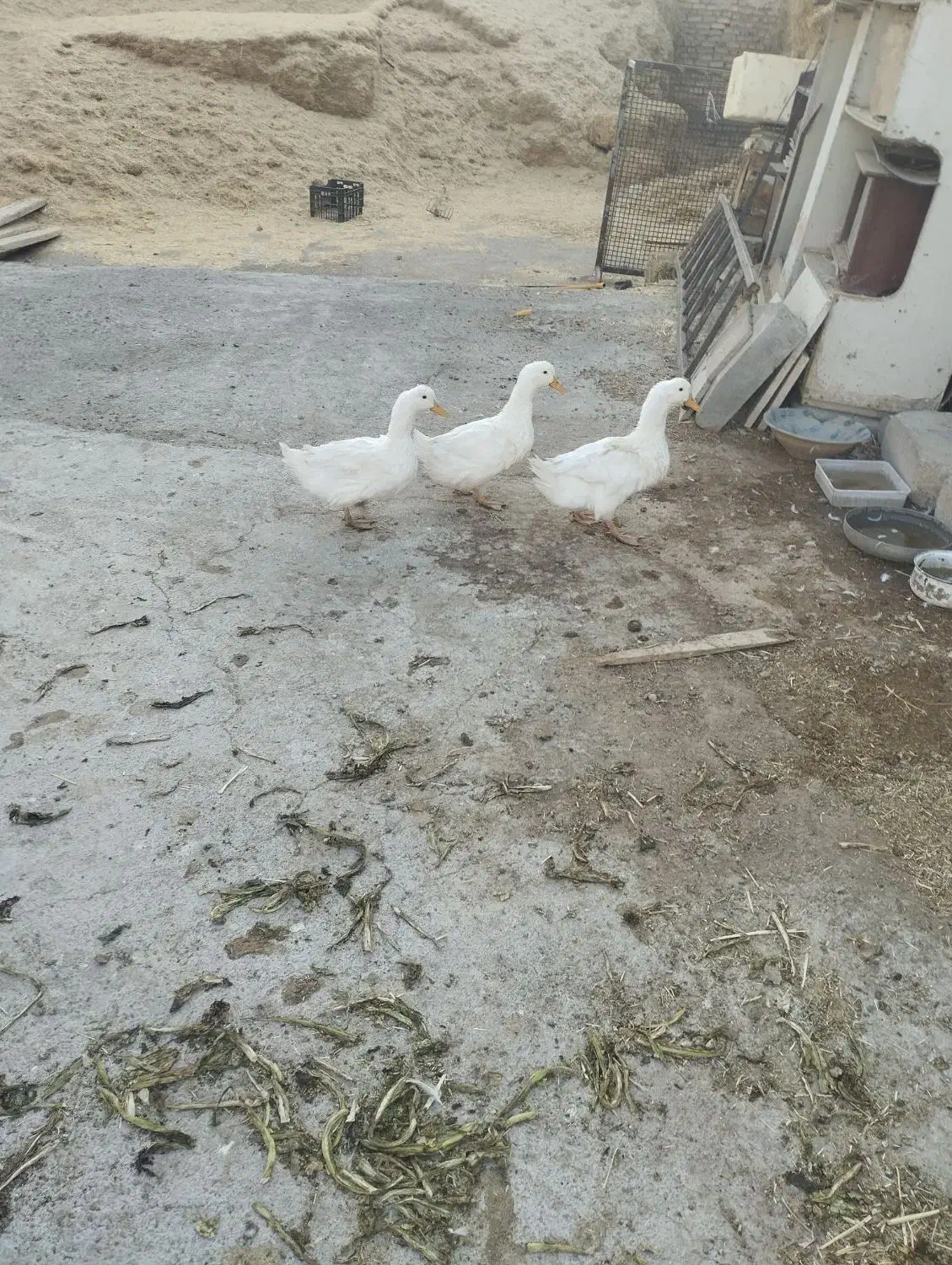 سه عدد مرغ آبی چاق|حیوانات مزرعه|آباده, |دیوار