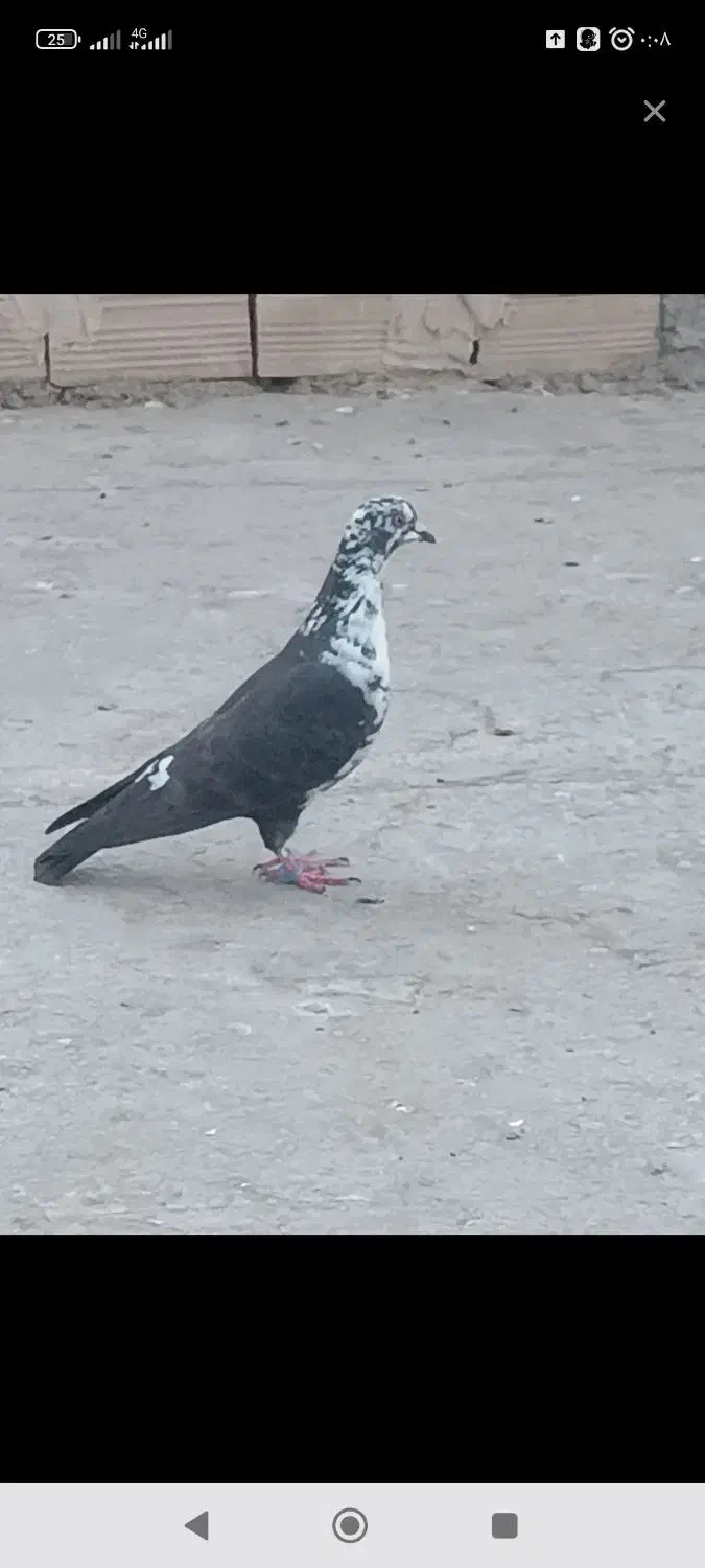 سوسکی ماده|پرنده|چناران, |دیوار