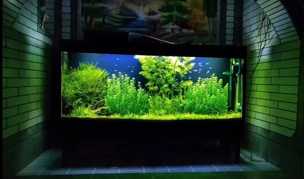 اکواریوم پلنت|ماهی|کازرون, |دیوار