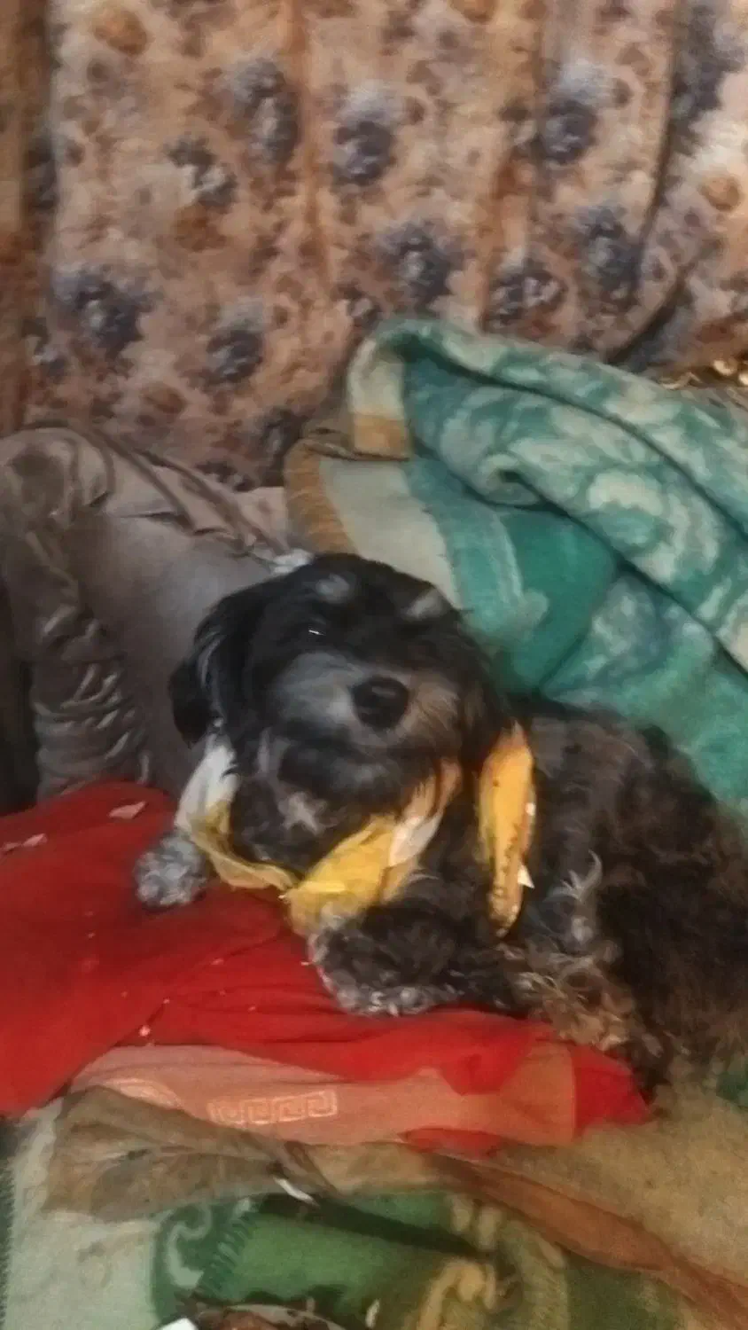 سگ شیتز تریر|حیوانات|تهران, قیام|دیوار