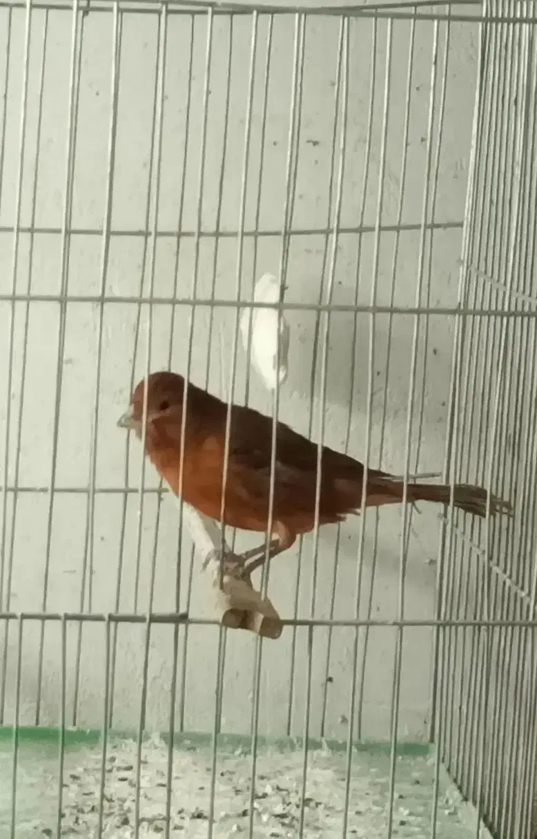 قناری نر|پرنده|نسیمشهر, |دیوار