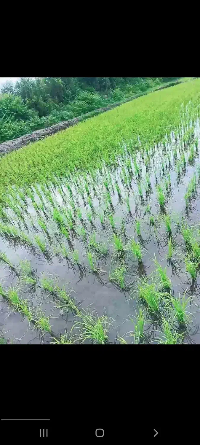 ۳۰۰۰متر زمین کشاورزی فروشی|فروش دفتر صنعتی، کشاورزی، تجاری|لیسار, |دیوار