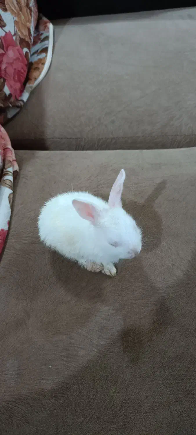 خرگوش خانگی|موش و خرگوش|دزفول, |دیوار