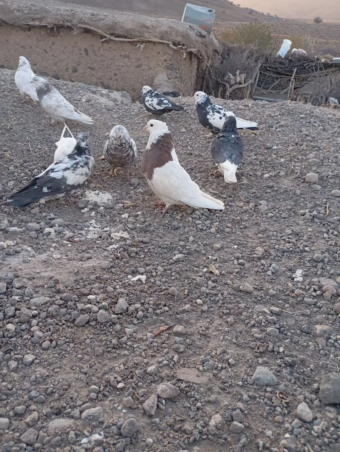 کبوتر|پرنده|بافت, |دیوار