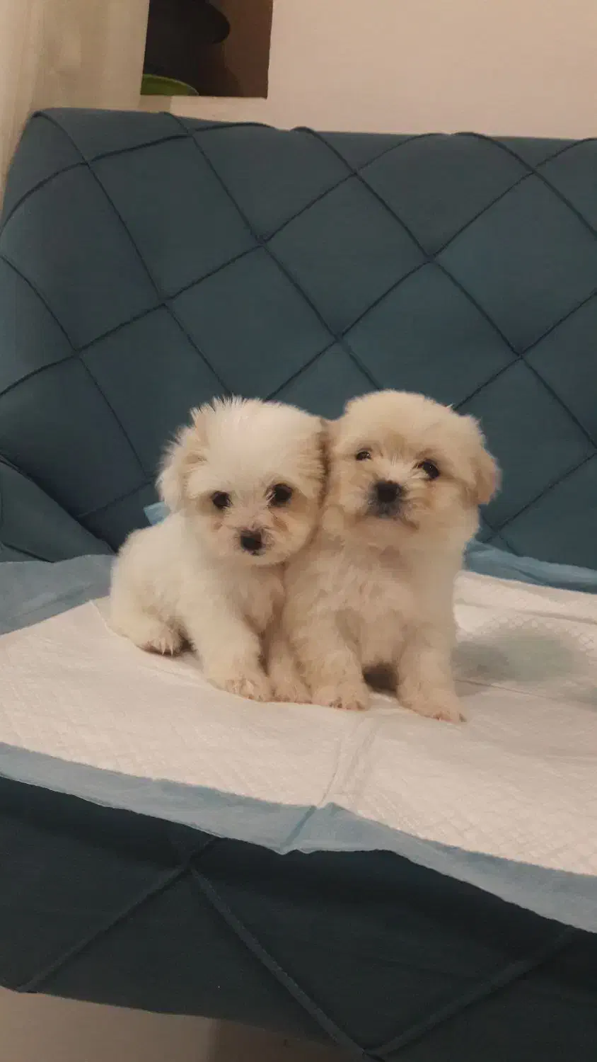 سگ شیتزو پامر عروسکی فقط ۳۸۰۰|سگ|قزوین, |دیوار