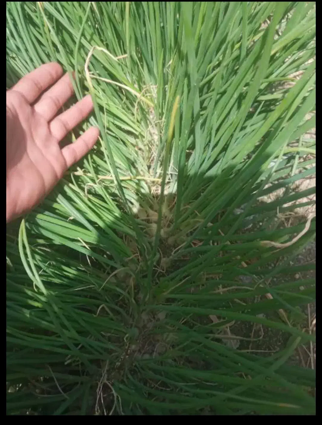 ۴ کیلو نهال پیاز|گل و گیاه طبیعی|جیرفت, |دیوار