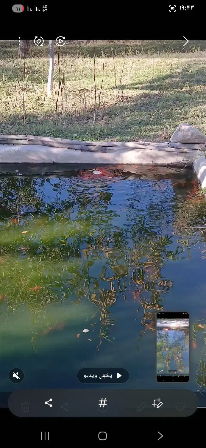 ماهی شب عید|ماهی|مشگین شهر, |دیوار