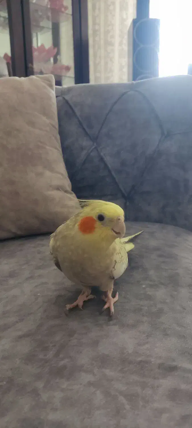 عروس هلندی|پرنده|محمدیه-قزوین, |دیوار