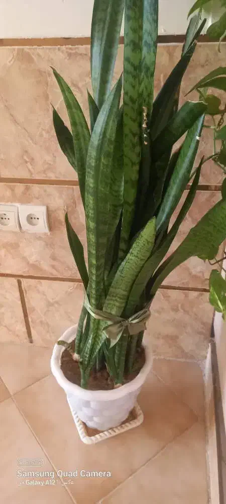 فروش سه گلدان سبز و سرحال|گل و گیاه طبیعی|صدرا-فارس, فاز ۱|دیوار