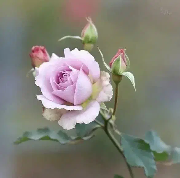 تخم مرغ گرفتن جهت چشم زخم|فعالیت داوطلبانه تحقیقاتی|نیشابور, گنبد سبز|دیوار