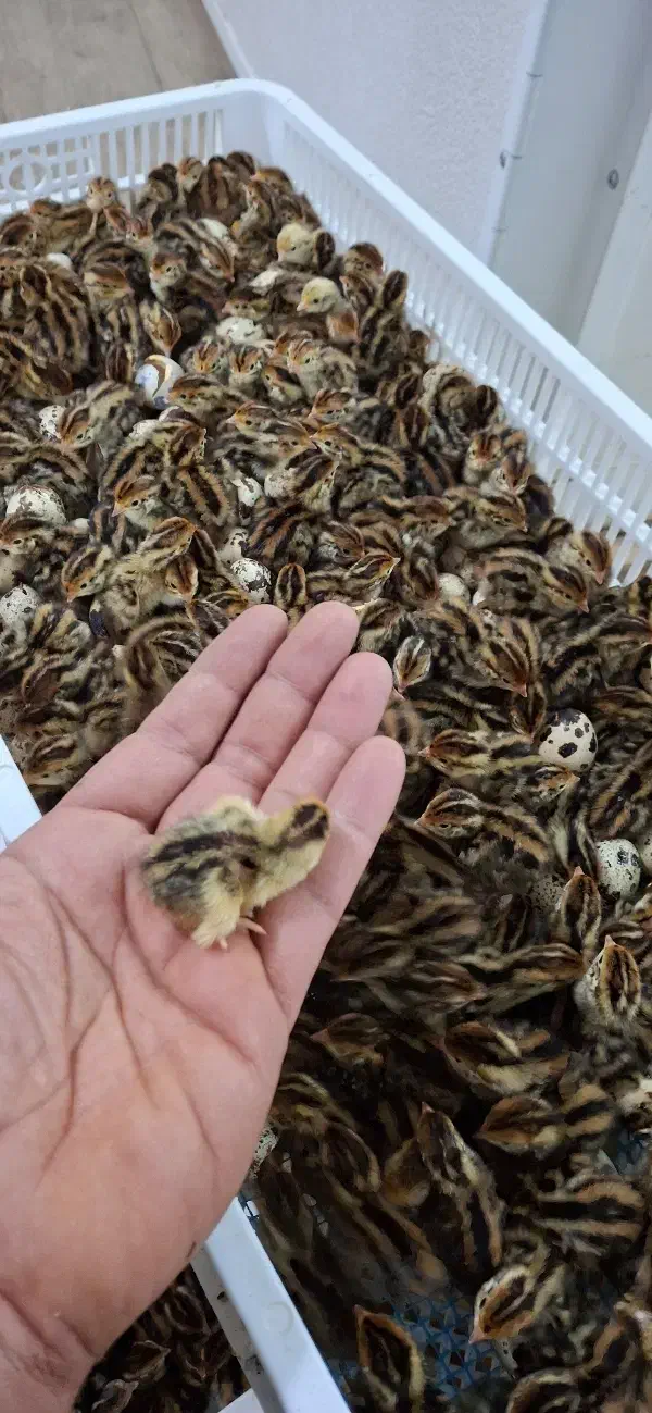 پیش فروش جوجه یکروزه بلدرچین|حیوانات مزرعه|قائم‌شهر, |دیوار