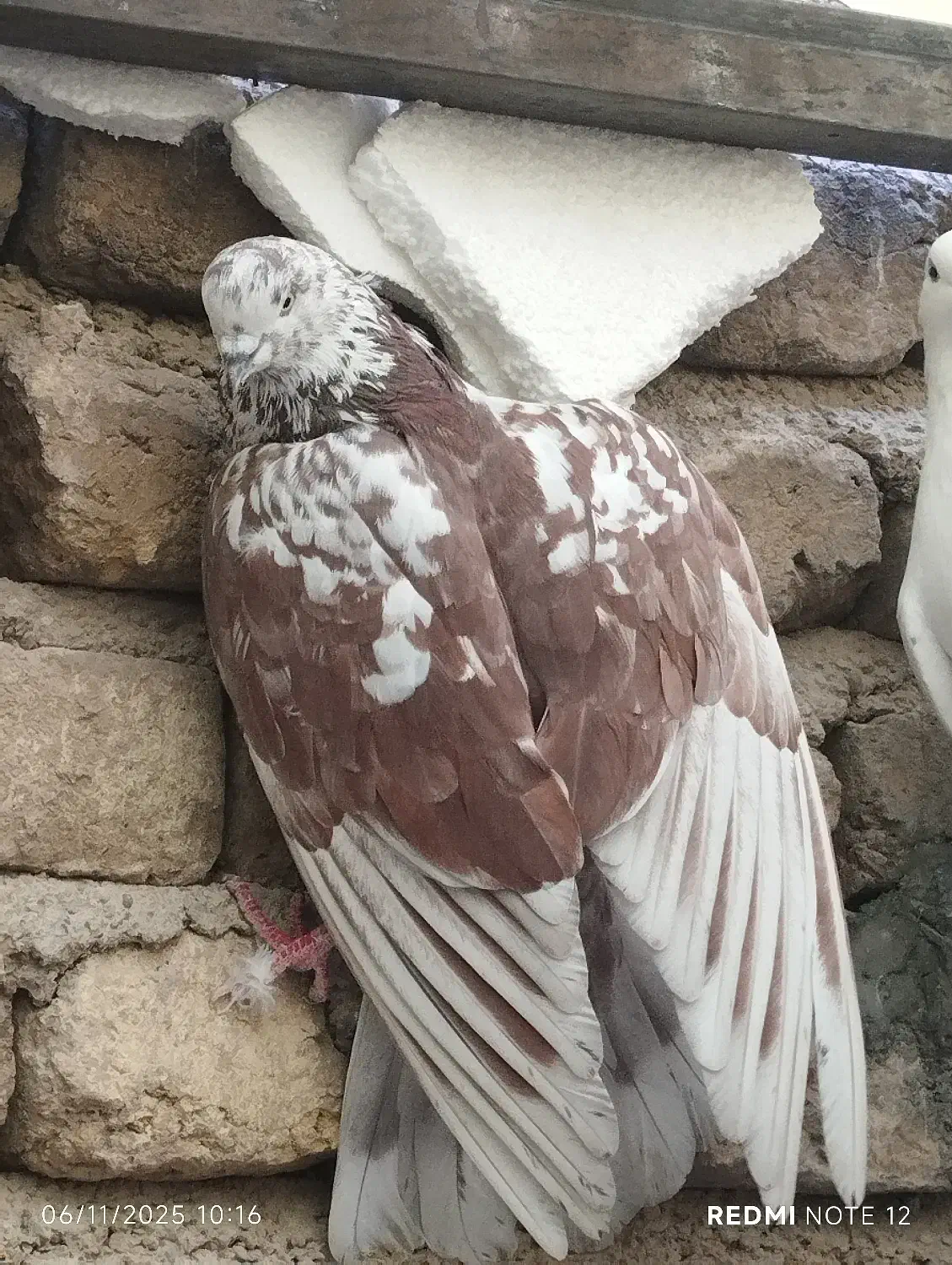 کفتر گرگی وسرخ|پرنده|تهران, شهرک رضویه|دیوار