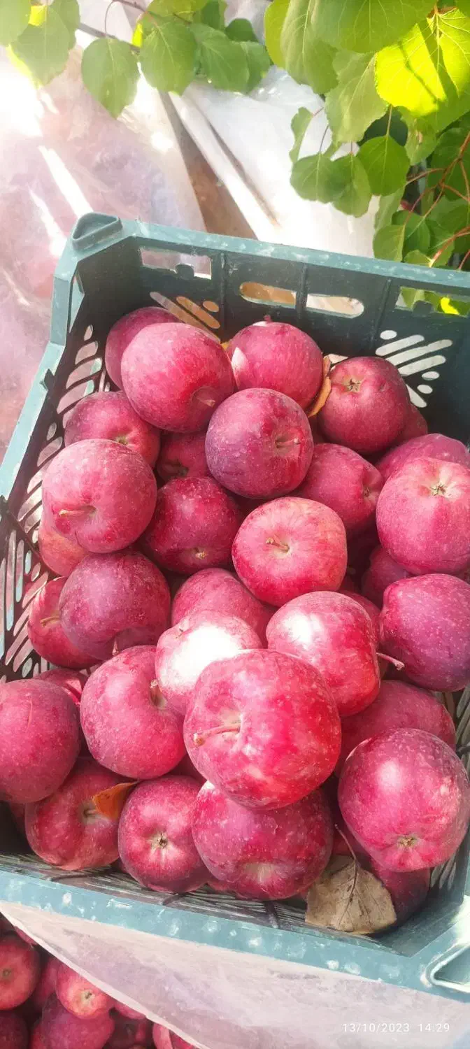 نهال سیب قرمز|خدمات باغبانی و درختکاری|دهگلان, |دیوار