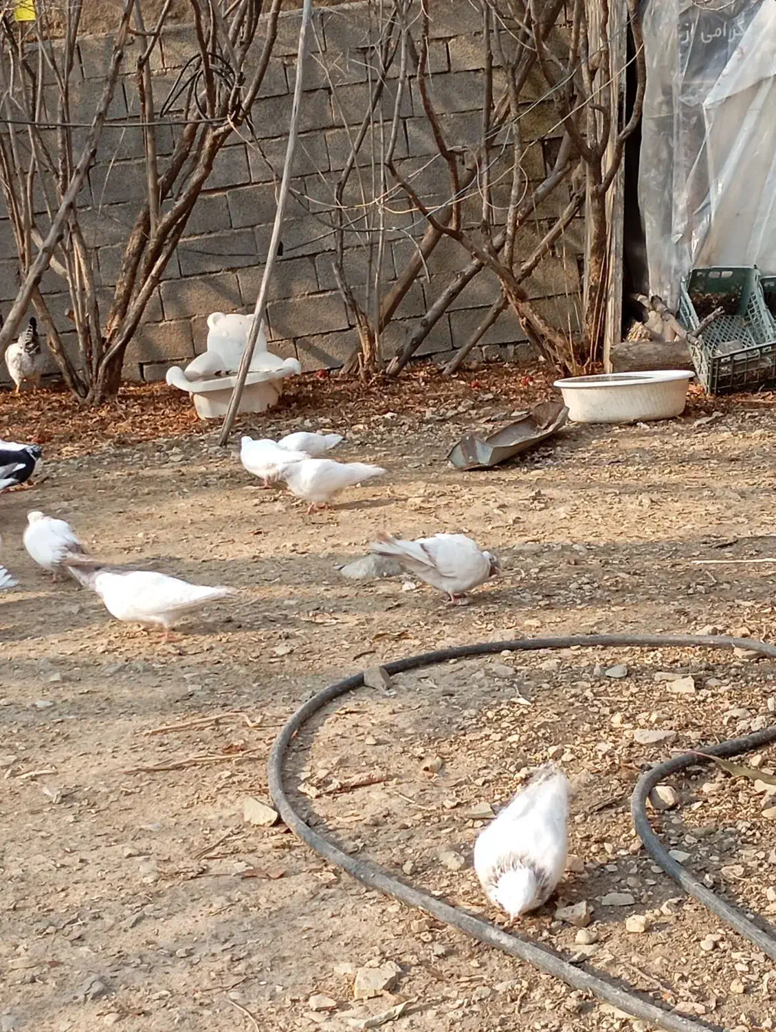 کبوتر گنجه بر|پرنده|کیلان, |دیوار