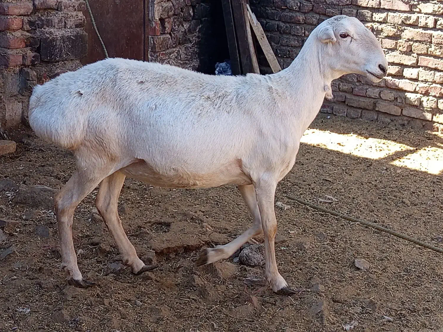 میش چینی|حیوانات مزرعه|زاهدان, |دیوار