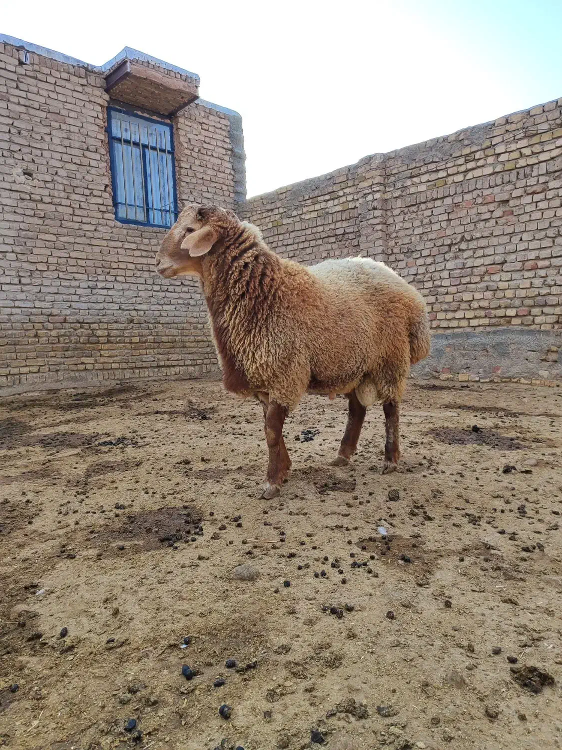 بره قوچ هترو|حیوانات مزرعه|اسفراین, |دیوار