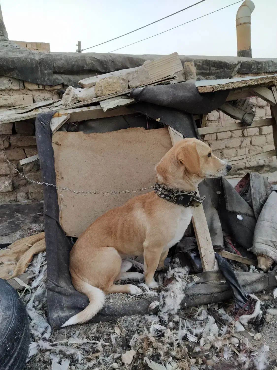 واگذاری پاپی نگهبان|سگ|مشهد, شهید شهریاری|دیوار