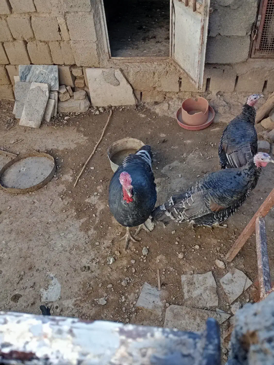 بوقلمون|حیوانات مزرعه|سیلاخور, |دیوار