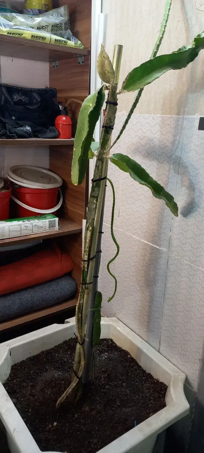 نهال دراگون فروت|گل و گیاه طبیعی|مشهد, رضاشهر|دیوار