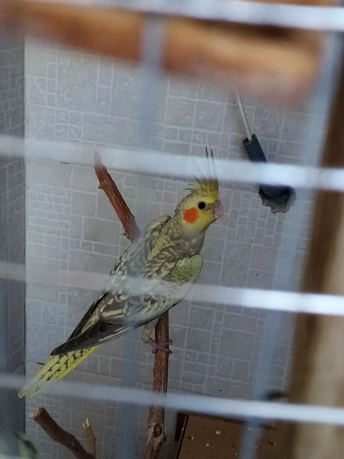 عروس هلندی نر|پرنده|شاهین‌شهر, خانه کارگر|دیوار