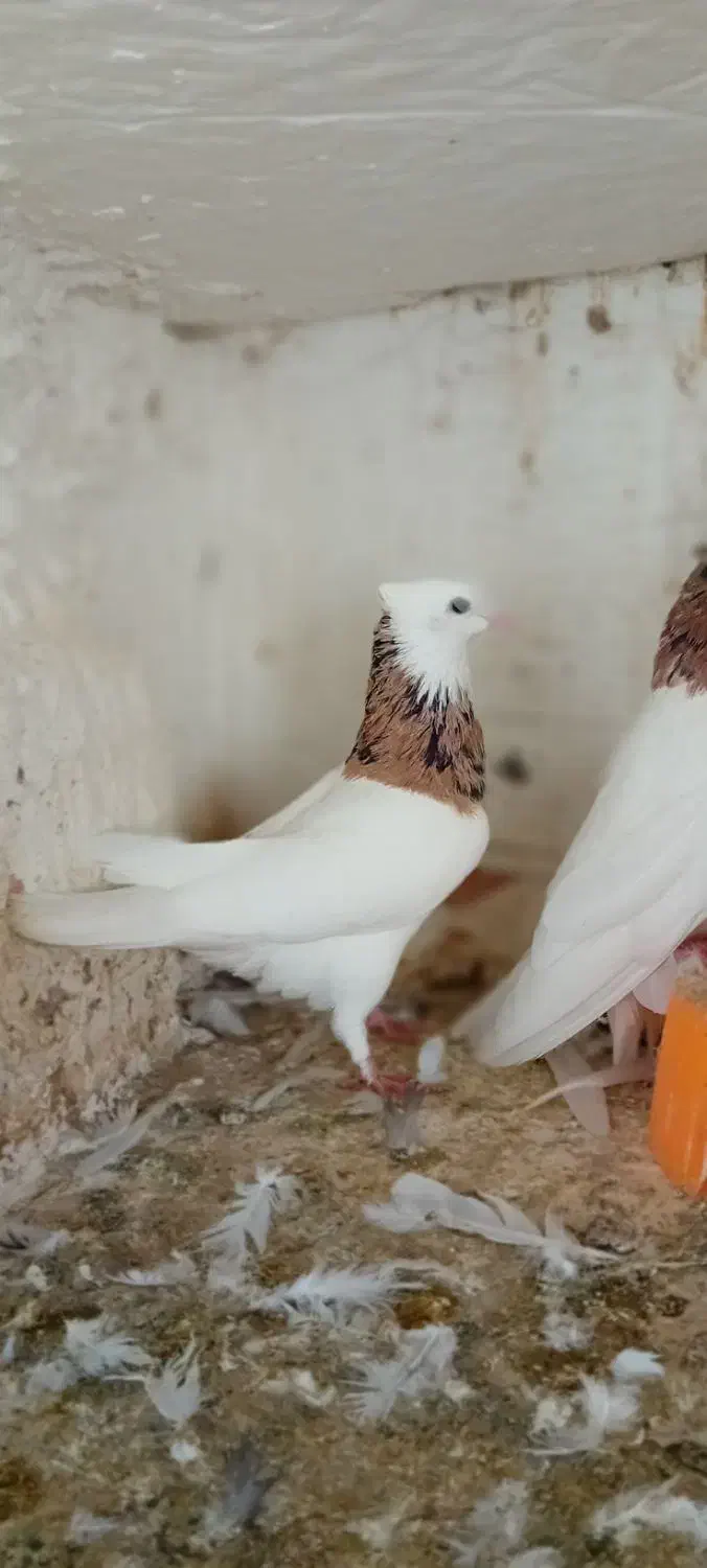 طوقی|پرنده|رامیان, |دیوار