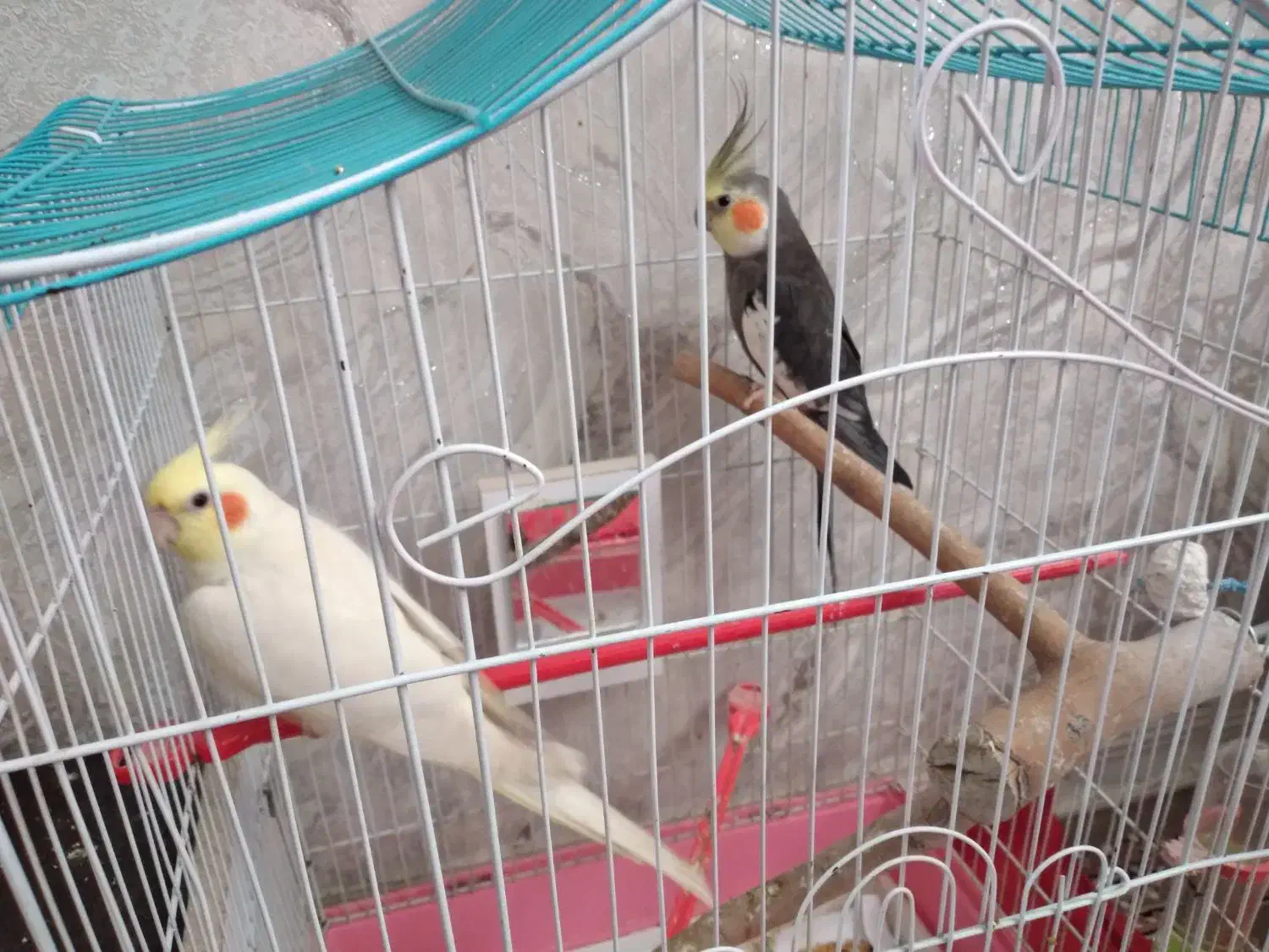 یک جفت عروس هلندی|پرنده|اردبیل, |دیوار