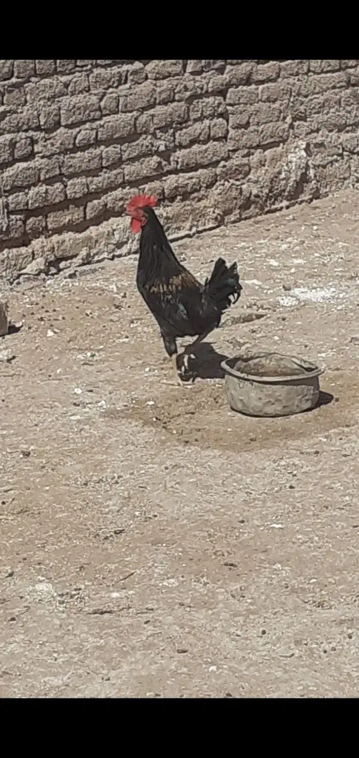 خروس محلی سیاه|حیوانات مزرعه|کرمان, |دیوار