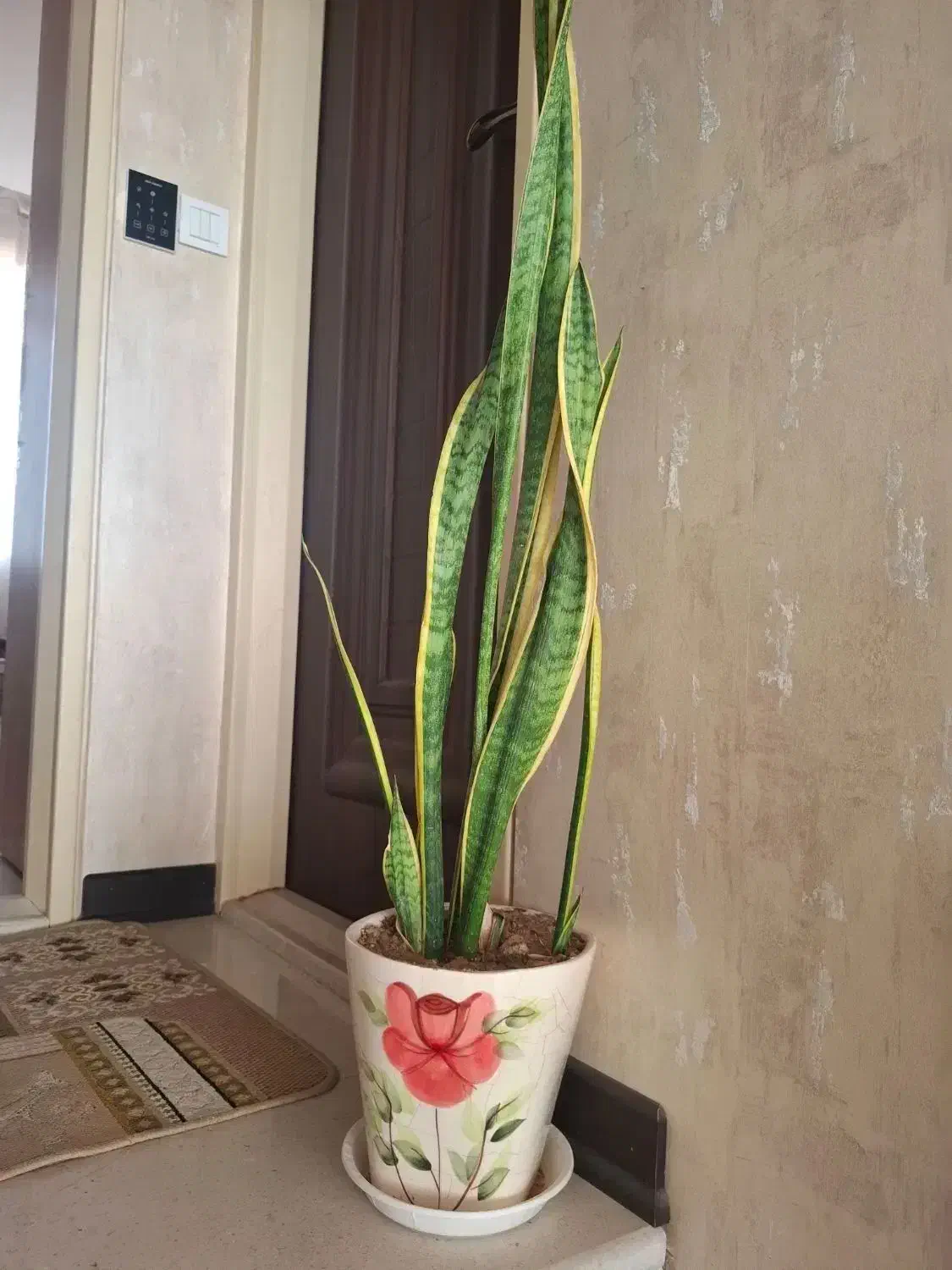 گل و گلدان|گل و گیاه طبیعی|کاشان, شهرک امیرالمومنین|دیوار