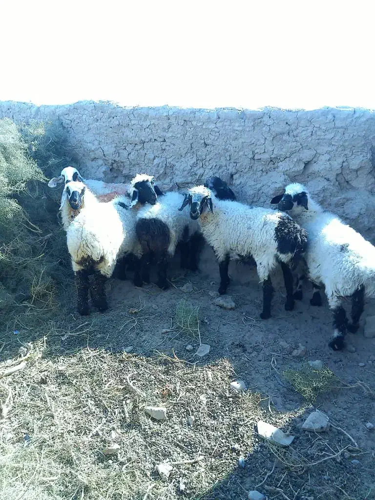 گوسفند|حیوانات مزرعه|زابل, |دیوار